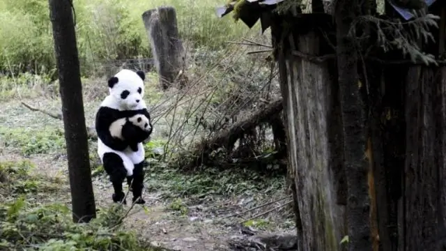 Ученые сосредоточились на потенциальном антропоценовом «Золотом шипе»