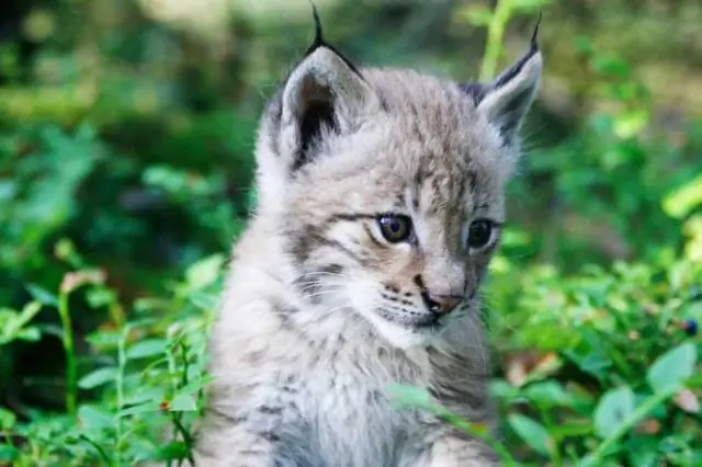 Фрагментация среды обитания представляет большую угрозу для Чили