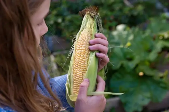 В сладкой кукурузе побеждают рабочие лошадки