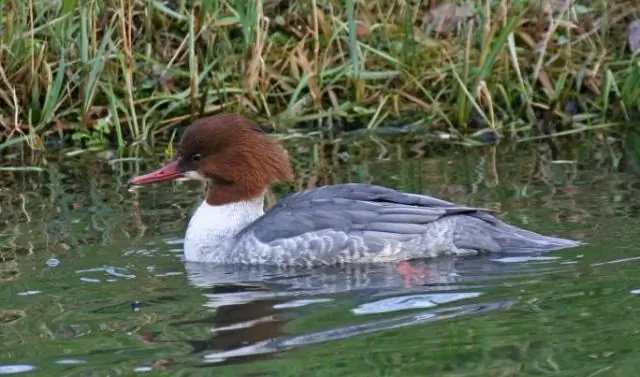 Дроны подтверждают важность вод Коста-Рики для морских черепах: исследование впервые использует дроны для подсчета морских черепах в водах вблизи мест гнездования