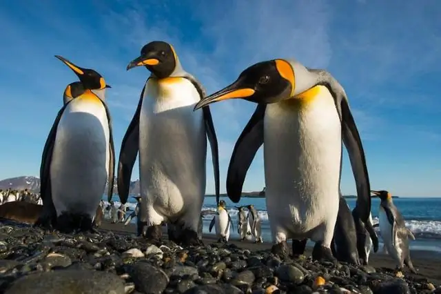 Справляясь с климатическим стрессом в Антарктиде: некоторые полярные рыбы могут справиться с потеплением или закислением океана, но не с тем и другим вместе