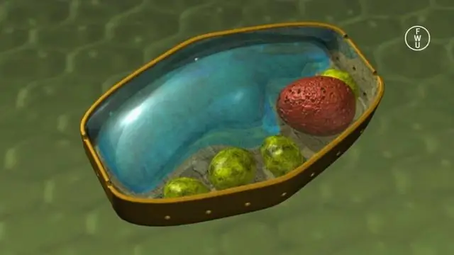 Клетка содержит 42 миллиона белковых молекул, выяснили ученые