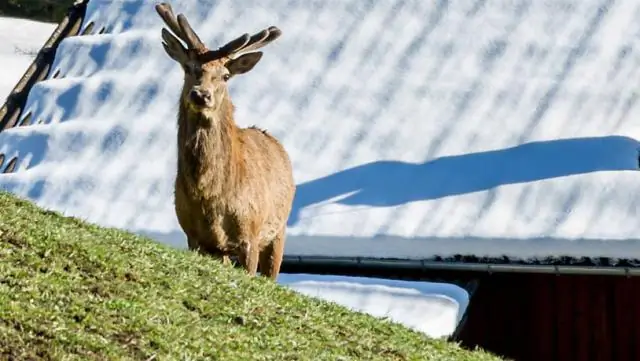 Туберкулез крупного рогатого скота демонстрирует генетическое разнообразие по всей Африке