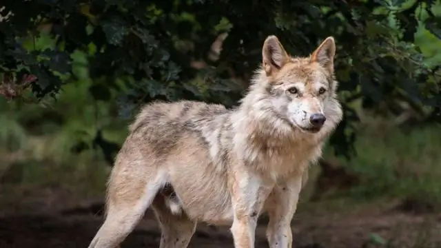 Первое свидетельство производства стекла в странах Африки к югу от Сахары