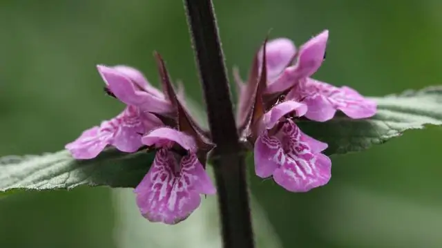 Как растения видят свет