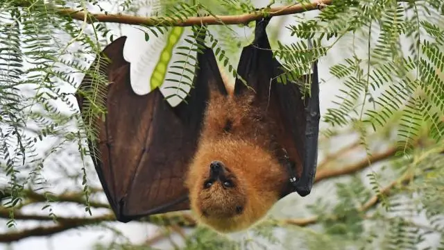 Разработка морского дна может разрушить экосистемы