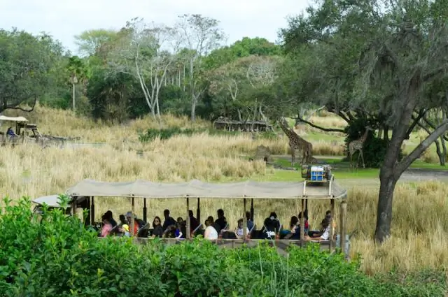 Дикие шри-ланкийские слоны отступают от звуков потревоженных азиатских медоносных пчел
