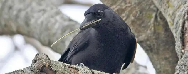 Новокаледонские вороны быстрее извлекают добычу с помощью сложных крючков