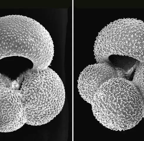Морская растительность может смягчить закисление океана, говорится в исследовании: сохранение прибрежных растений и водорослей может, в свою очередь, помочь сохранить среду обитания моллюсков