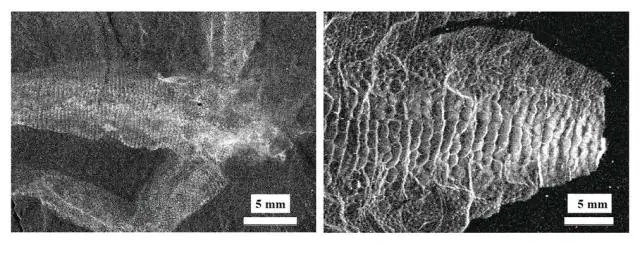 Ученые предлагают способ прогнозирования поведения инвазивных сорняков