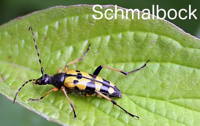 Насекомые взлетели, когда у них развились крылья