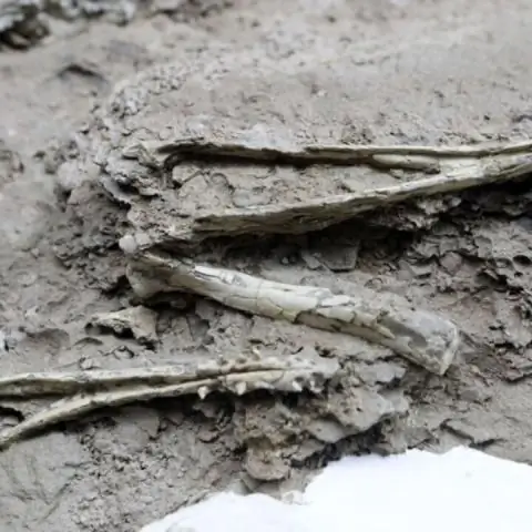 Редкая находка «конусообразной» окаменелости возрастом 450 миллионов лет