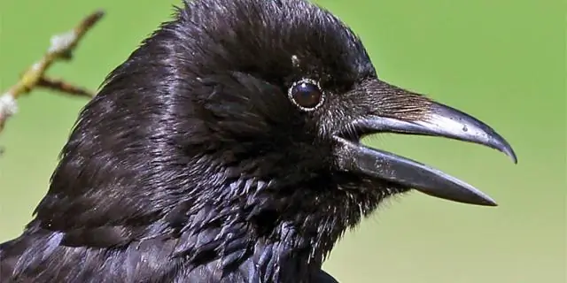 Когда птицы встречают высокоскоростную железную дорогу