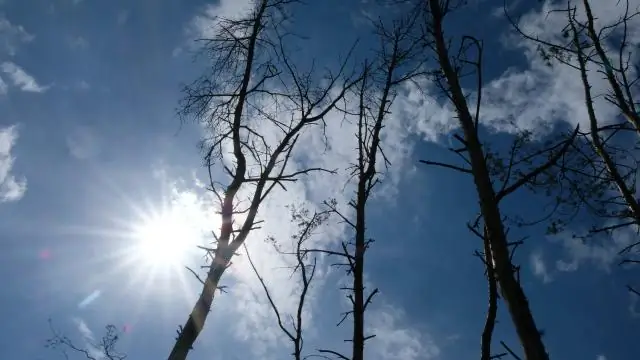Ученые создали трехмерную модель молекул дрожжей, связанных с ферментом, удлиняющим кончики хромосом
