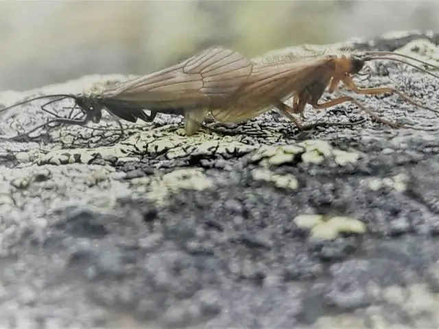 Новый вид «большеруких мух» назван в честь бывшего губернатора Калифорнии Арнольда Шварценеггера