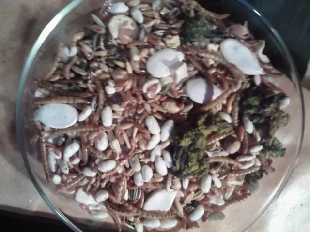 Поедание насекомых может показаться противным, но они питательны, и нет никаких причин, по которым вы не можете этого сделать: исследование показывает, что большинство приматов, включая людей, могут п