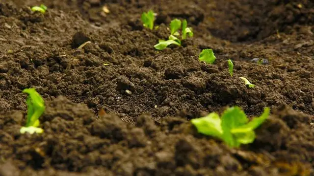 Ядро Земли и мантия беспорядочно разделены: чем мантия Земли похожа на тесто для печенья с шоколадной крошкой?