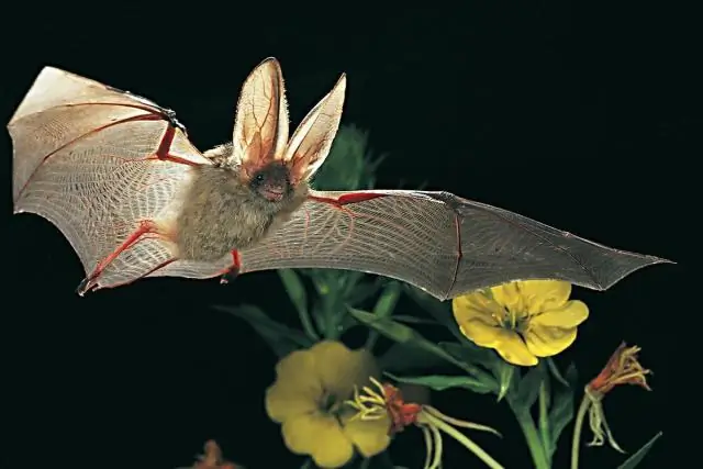 Два новых рода мотыльков и три новых вида обнаружены на юге Китая