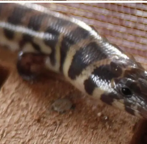 Происхождение змей: Новый эволюционный сценарий