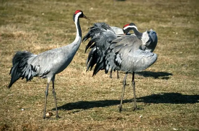 Полосы Азии, населенные удивительно родственными «ящерицами потерянных дуг»