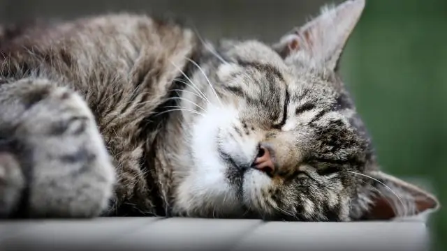 Энтомолог обнаружил многоножку, у которой больше цветовых комбинаций, чем у любой другой