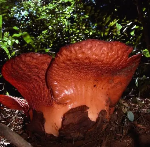 Parasite имитирует белки человека, чтобы получать «готовые блюда» из кишечника