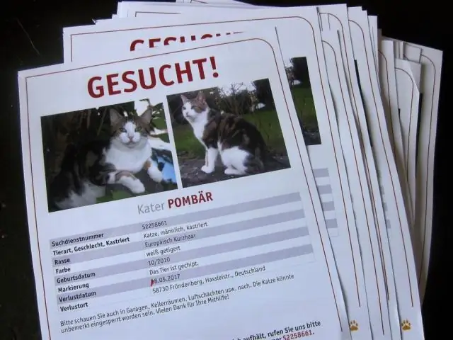 Уличная кошка может повредить вашему авторитету в области устойчивого развития