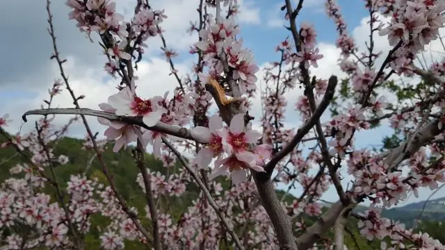 Вкусные и розовые морские ежи могут быть устойчивым к климату источником пищи