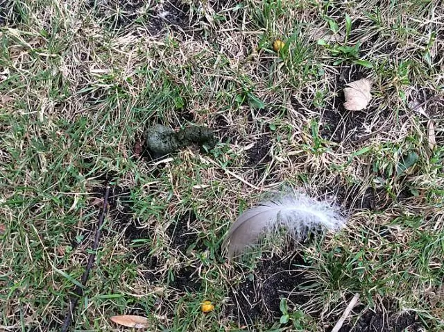 Гуси снижают скорость обмена веществ, чтобы справиться с зимой: новое исследование показывает, что частота сердечных сокращений и температура тела падают в самых холодных условиях