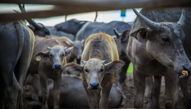 Всестороннее исследование млекопитающих Атлантического леса: проект направлен на выявление регионального биоразнообразия и поощрение усилий по сохранению