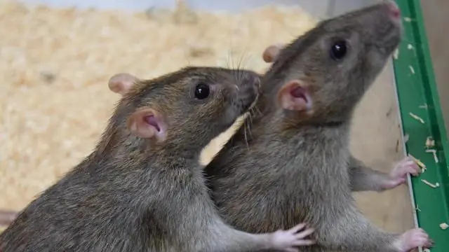 Норвежские крысы торгуют разными товарами