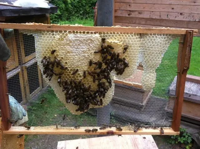 Нанопереключатели в клетке