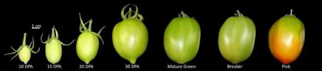 Новый «Атлас томатной экспрессии» глубоко погружается в мякоть плода