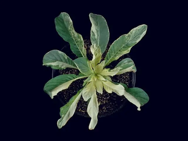 Молекулярное оружие растительного микробиома