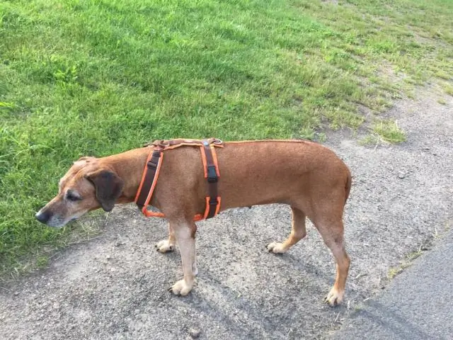 Новый комитет по этике призван помочь ветеринарам ориентироваться в сложных ситуациях ухода