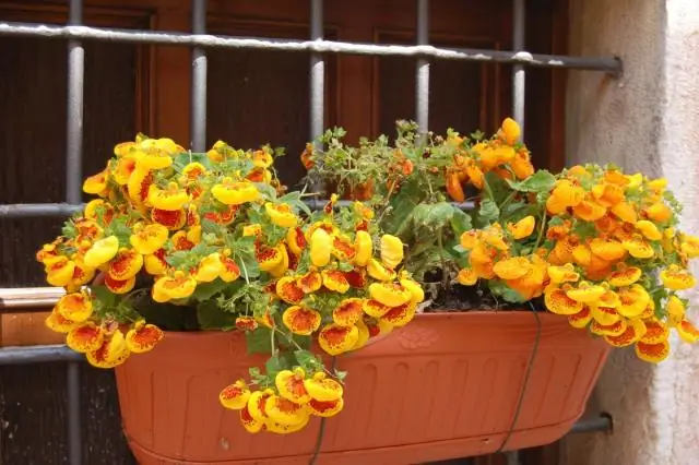 Морские ледяные водоросли цветут в темноте