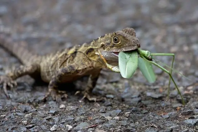 Венериные мухоловки не едят насекомых, которые их опыляют