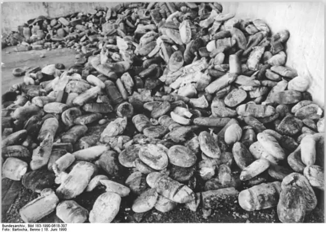 Обрушение тропического леса 307 миллионов лет назад повлияло на эволюцию ранних наземных позвоночных