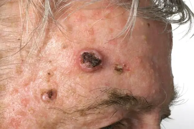 Тренировка мозга для старых собак: могут ли игры с сенсорным экраном стать судоку лучшего друга man’s?