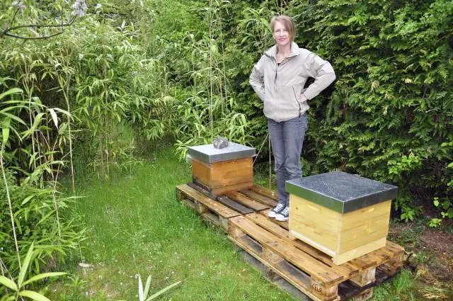 Больные пчелы едят здоровее