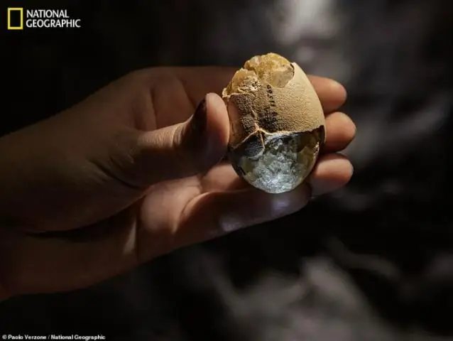 Удар один-два, возможно, помог разрушить динозавров: данные морского дна указывают на глобальный вулканизм после удара метеорита Чиксулуб