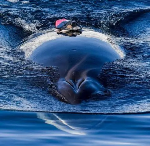 Эхолокация фруктовых летучих мышей может работать как изощренный гидролокатор наблюдения