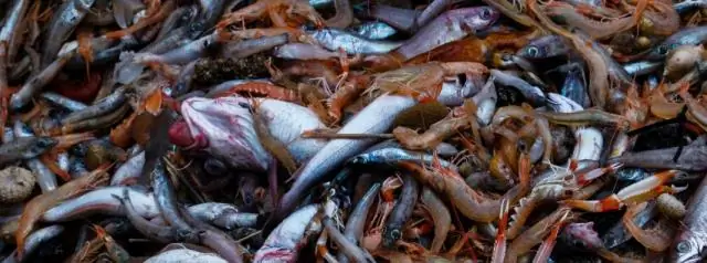 Ходячая рыба предполагает, что контроль над передвижением развился намного раньше, чем предполагалось