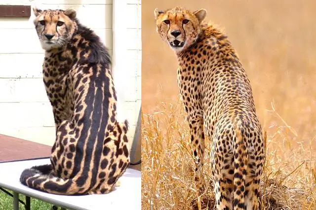 Мутация в одном гене риса отменяет межвидовую гибридную стерильность