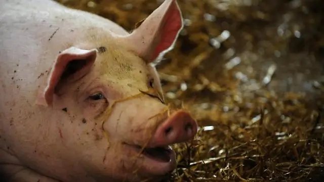 Лосось сталкивается с двойным ударом из-за токсичных ливневых вод: если он не убивает их, он может лишить их инструментов для поиска пищи, обнаружения хищников и навигации