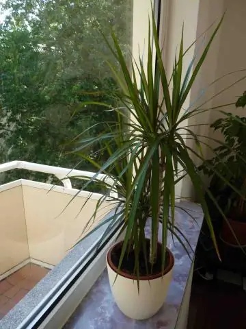 Температуроустойчивые культуры теперь являются «достижимой мечтой», говорят авторы нового исследования