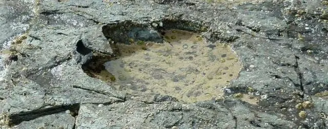 Исследователи поднимают вопрос 170-миллионной давности о загадочном гене мха