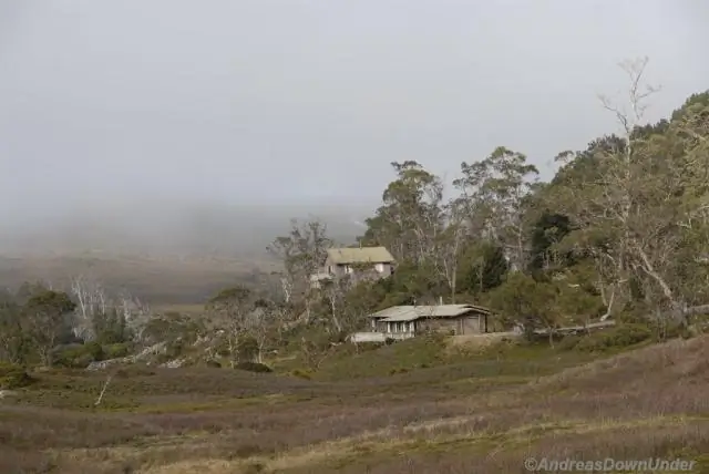 Популяция тасманских дьяволов продолжает сокращаться: опухолевая болезнь лица дьявола представляет постоянный риск для диких популяций