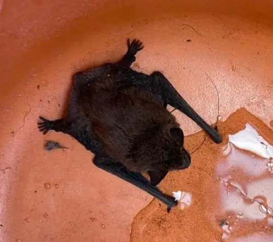 Летучие мыши как барометр изменения климата: изменение моделей поведения из-за изменения окружающей среды может иметь далеко идущие последствия для сельского хозяйства во всем мире