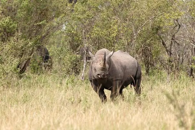Когда дело доходит до вымирания, размер тела имеет значение